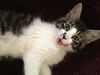 Riley the Lover Boy Kitten