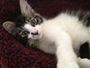 Riley the Lover Boy Kitten