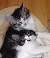 Riley the Lover Boy Kitten