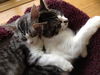 Riley the Lover Boy Kitten