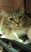 Hudson the Maine Coon Beauty