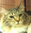 Hudson the Maine Coon Beauty