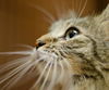 Hudson the Maine Coon Beauty