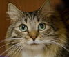 Hudson the Maine Coon Beauty