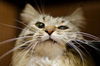 Hudson the Maine Coon Beauty