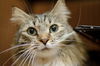 Hudson the Maine Coon Beauty