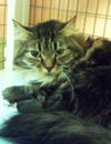 Harold the Maine Coon Lady