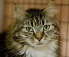 Harold the Maine Coon Lady