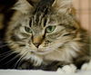 Harold the Maine Coon Lady