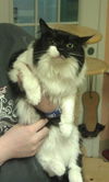 Pennylane the Affectionate Maine Coon Lady