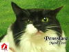 Pennylane the Affectionate Maine Coon Lady