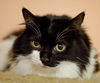 Pennylane the Affectionate Maine Coon Lady