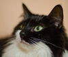 Pennylane the Affectionate Maine Coon Lady