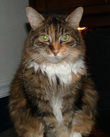 Geordi the Senior For Senior DECLAWED