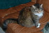 Geordi the Senior For Senior DECLAWED