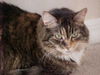 Geordi the Senior For Senior DECLAWED