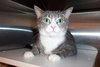 Noel~Declawed