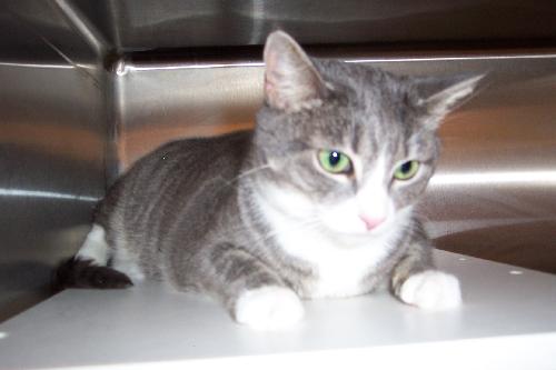 Noel~Declawed
