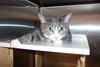 Noel~Declawed