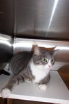 Noel~Declawed