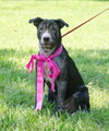 Tiger Lilly the Smart Puppy