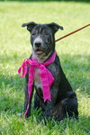 Tiger Lilly the Smart Puppy