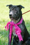 Tiger Lilly the Smart Puppy