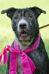 Tiger Lilly the Smart Puppy