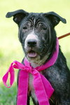 Tiger Lilly the Smart Puppy