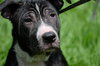 Tiger Lilly the Smart Puppy