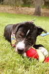 Tiger Lilly the Smart Puppy