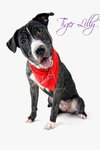 Tiger Lilly the Smart Puppy