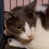 Bittsy the Lap Cat~Video