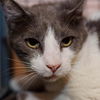 Bittsy the Lap Cat~Video