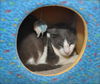 Bittsy the Lap Cat~Video