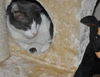 Bittsy the Lap Cat~Video