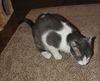 Bittsy the Lap Cat~Video