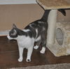 Bittsy the Lap Cat~Video