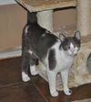Bittsy the Lap Cat~Video