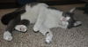 Bittsy the Lap Cat~Video