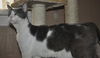 Bittsy the Lap Cat~Video