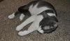 Bittsy the Lap Cat~Video