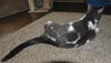 Bittsy the Lap Cat~Video