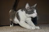 Bittsy the Lap Cat~Video