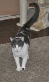 Bittsy the Lap Cat~Video