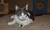 Bittsy the Lap Cat~Video