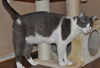 Bittsy the Lap Cat~Video