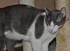 Bittsy the Lap Cat~Video