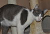 Bittsy the Lap Cat~Video