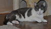Bittsy the Lap Cat~Video